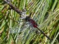 Leucorrhinia dubia